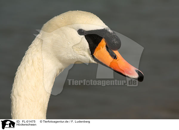 Hckerschwan / mute swan / FL-01475