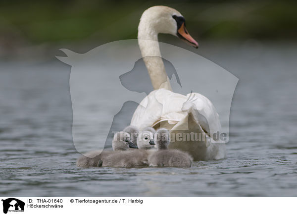 Hckerschwne / mute swans / THA-01640