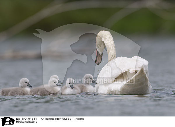 Hckerschwne / mute swans / THA-01641