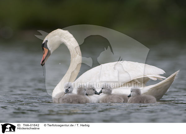 Hckerschwne / mute swans / THA-01642