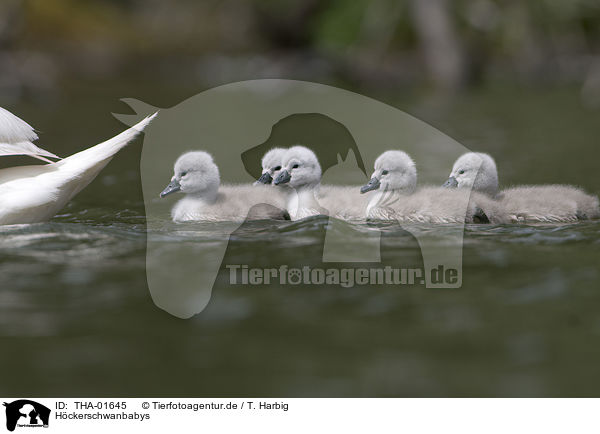 Hckerschwanbabys / mute swan babys / THA-01645