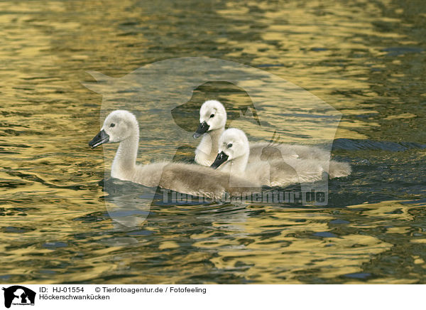 Hckerschwankcken / young mute swans / HJ-01554