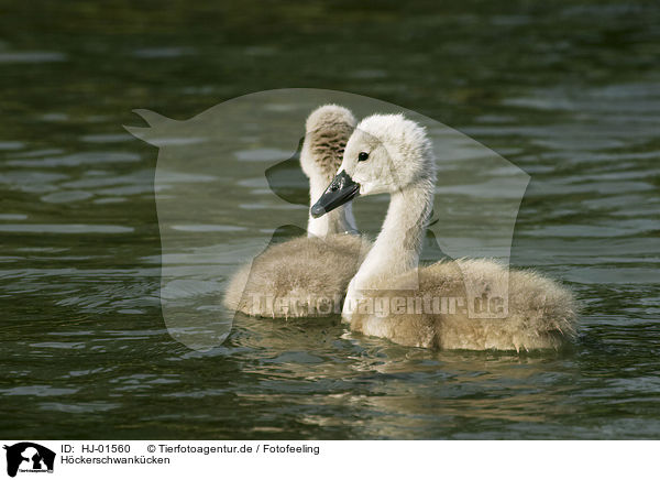 Hckerschwankcken / young mute swans / HJ-01560