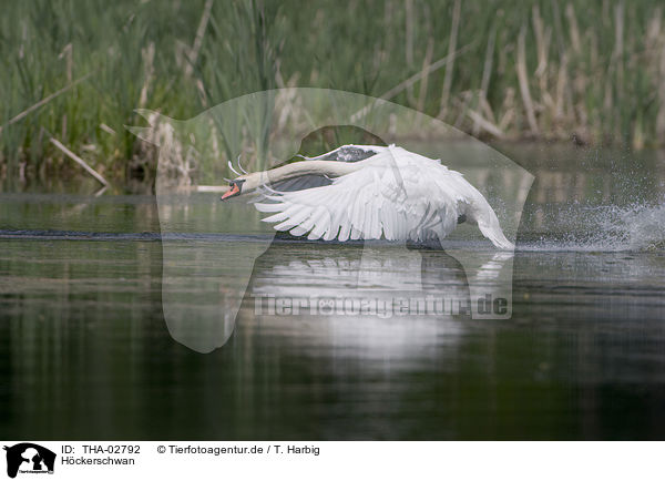 Hckerschwan / mute swan / THA-02792