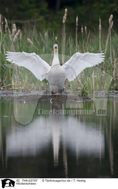 Hckerschwan / mute swan / THA-02797