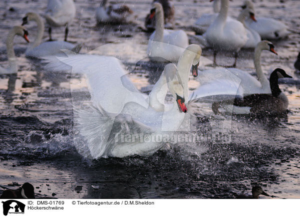 Hckerschwne / mute swans / DMS-01769