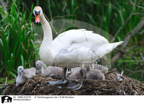 Hckerschwne / mute swans / DMS-02278
