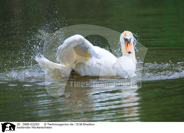 badender H�ckerschwan / bathing mute swan / DMS-02283