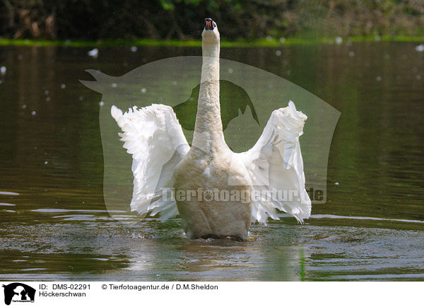 Hckerschwan / mute swan / DMS-02291