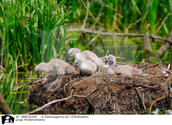 junge Hckerschwne / young mute swans / DMS-02294