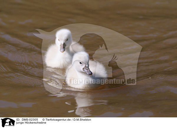 junge Hckerschwne / young mute swans / DMS-02305