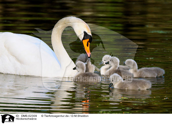 Hckerschwne / mute swans / DMS-02309