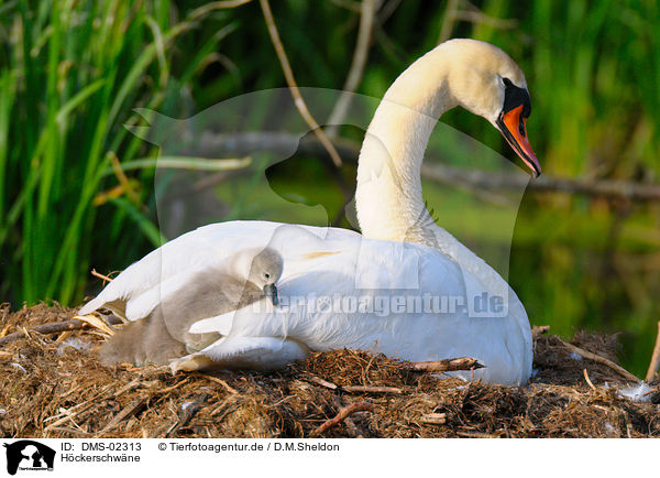 Hckerschwne / mute swans / DMS-02313