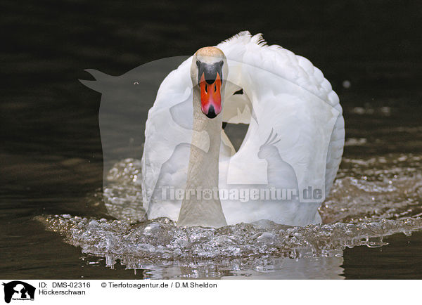 Hckerschwan / mute swan / DMS-02316