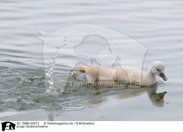 junge Hckerschwne / young mute swans / DMS-02872