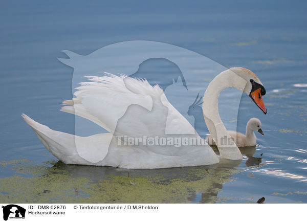 H�ckerschw�ne / mute swans / DMS-02876