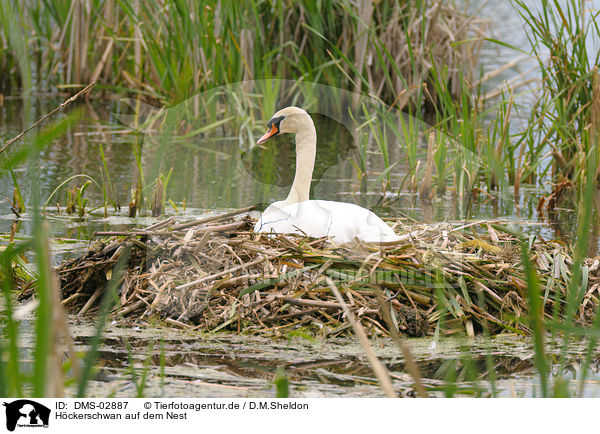 H�ckerschwan auf dem Nest / mute swan in nest / DMS-02887