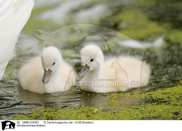 H�ckerschwank�ken / mute swan babys / DMS-03097