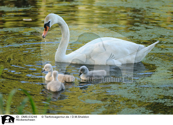 Hckerschwan / mute swan / DMS-03246