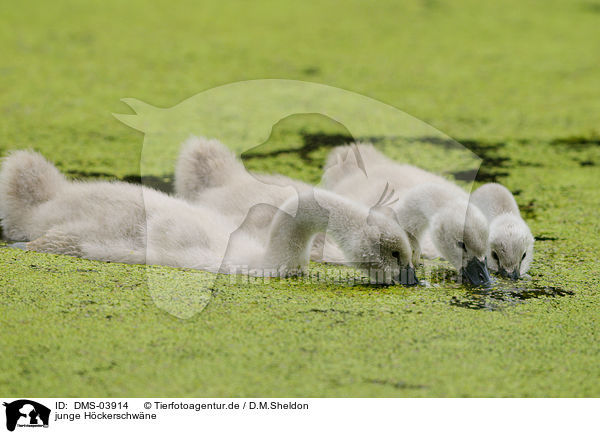 junge Hckerschwne / young mute swans / DMS-03914