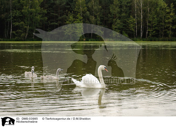 Hckerschwne / mute swans / DMS-03985