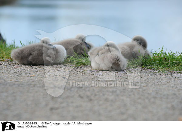 junge Hckerschwne / young mute swans / AM-02485