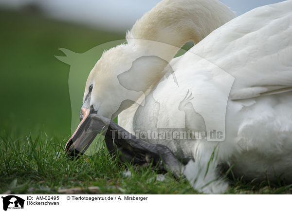 Hckerschwan / mute swan / AM-02495