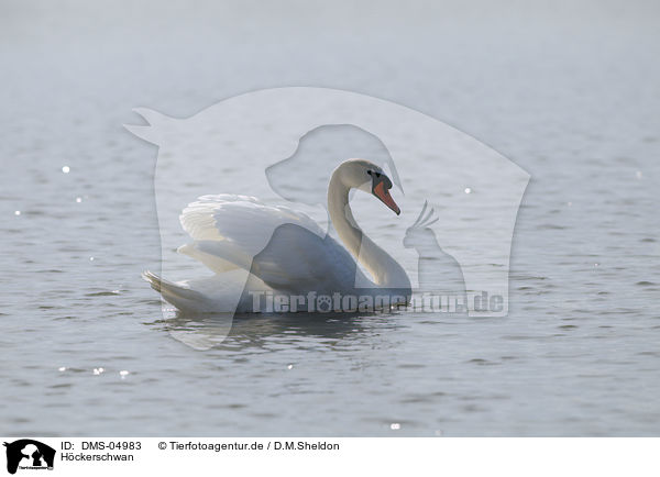 Hckerschwan / mute swan / DMS-04983