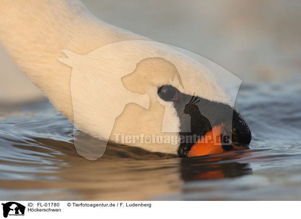 Hckerschwan / mute swan / FL-01780