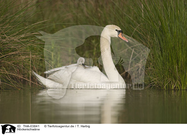 Hckerschwne / mute swans / THA-03841