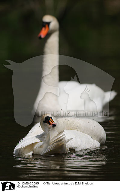 Hckerschwne / mute swans / DMS-05595