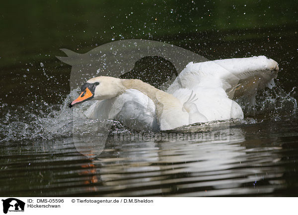 Hckerschwan / mute swan / DMS-05596