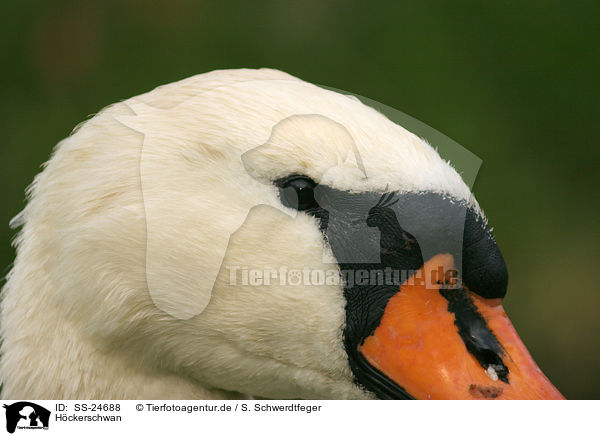 Hckerschwan / mute swan / SS-24688