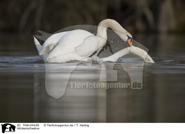 H�ckerschw�ne / mute swans / THA-04436