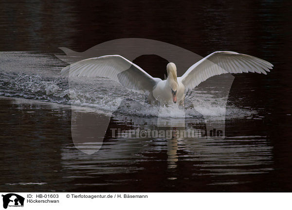 Hckerschwan / mute swan / HB-01603