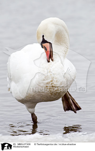 Hckerschwan / mute swan / MBS-07306