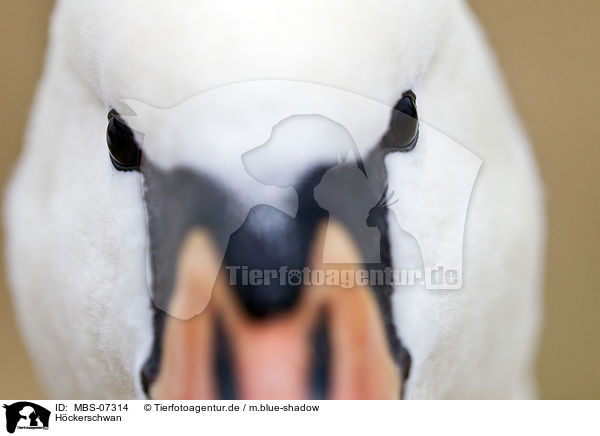 Hckerschwan / mute swan / MBS-07314