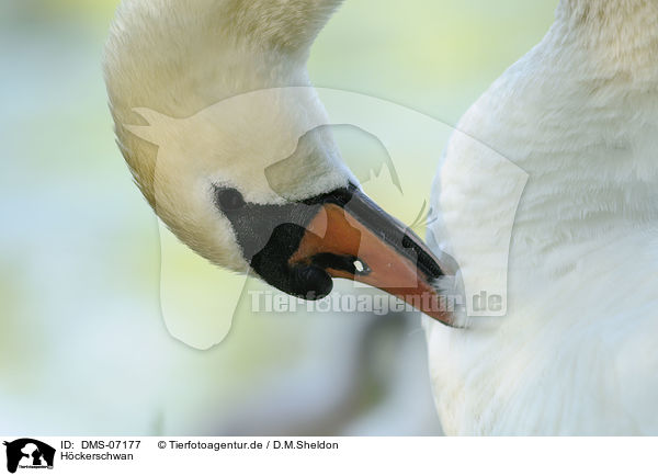 Hckerschwan / mute swan / DMS-07177