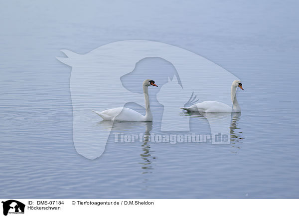 Hckerschwan / mute swan / DMS-07184