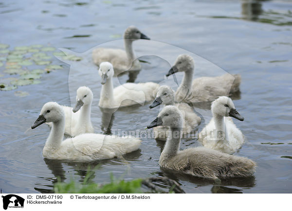 Hckerschwne / mute swans / DMS-07190