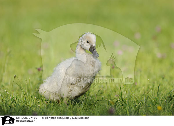 Hckerschwan / mute swan / DMS-07192