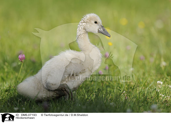 Hckerschwan / mute swan / DMS-07193