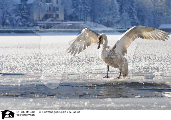 Hckerschwan / mute swan / AG-01030