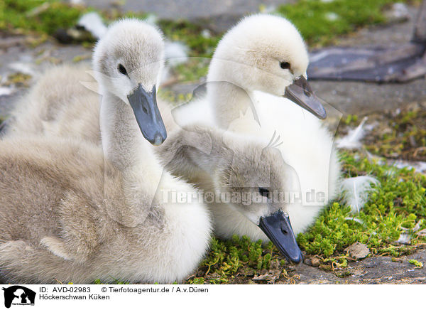 H�ckerschwan K�ken / young mute swans / AVD-02983
