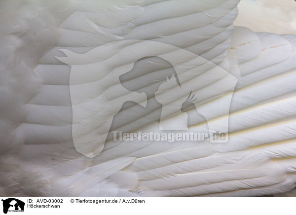 H�ckerschwan / mute swan / AVD-03002