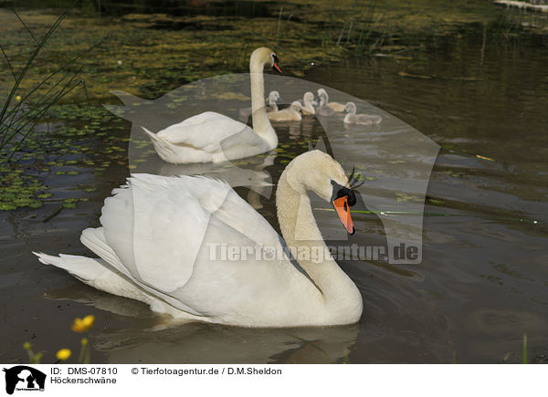 Hckerschwne / mute swans / DMS-07810
