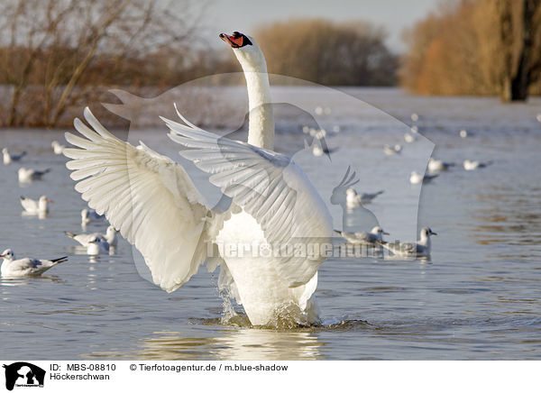 Hckerschwan / mute swan / MBS-08810