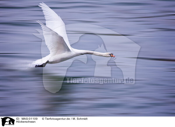 Hckerschwan / white swan / MAS-01109