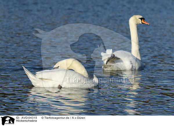 Hckerschwne / mute swans / AVD-04315