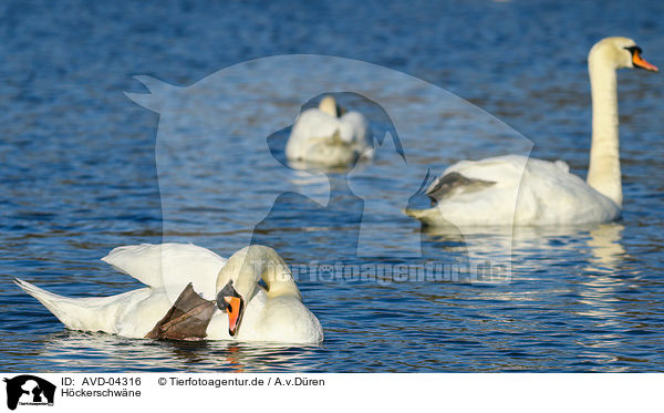 Hckerschwne / mute swans / AVD-04316